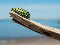 caterpillar-1209834__340