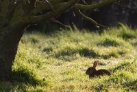 wild-rabbit-in-clover-field-4992631__340